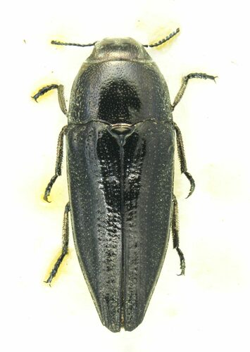 Sphenoptera hypocrita