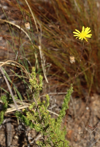 Image of Ursinia dentata by (c) Tony Rebelo, some rights reserved (CC BY-SA)