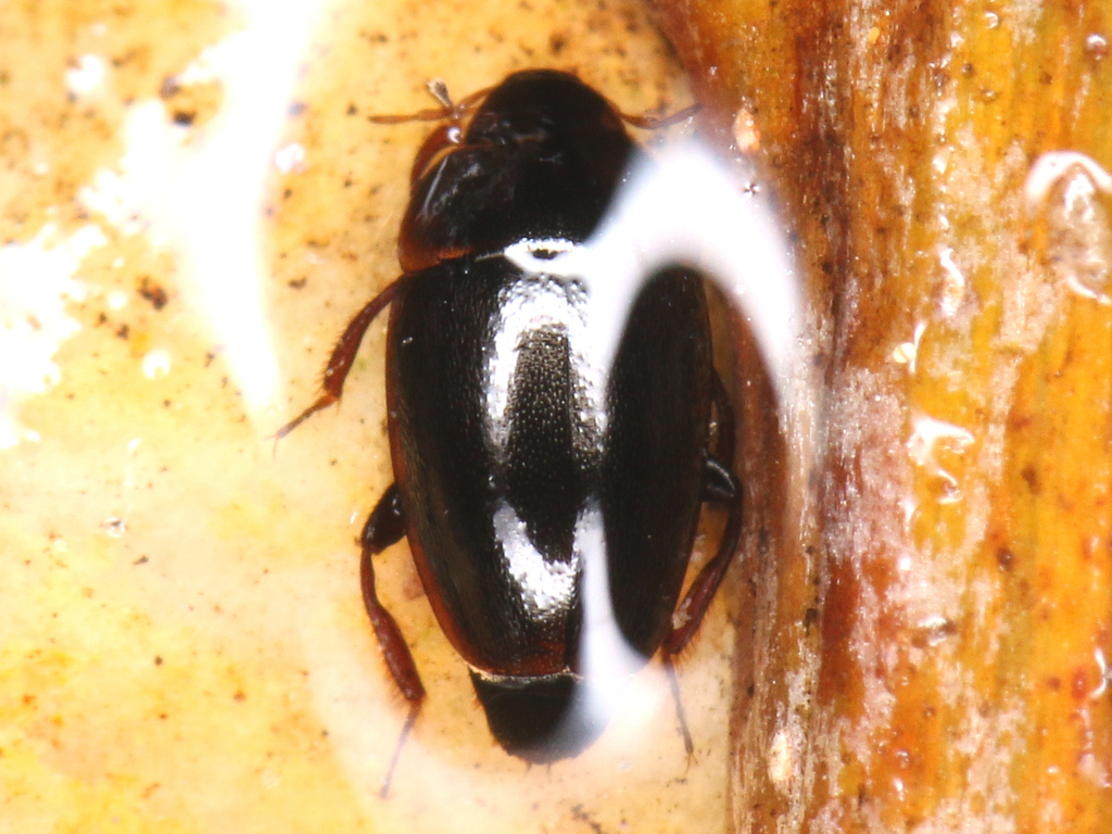 Limnebius truncatellus