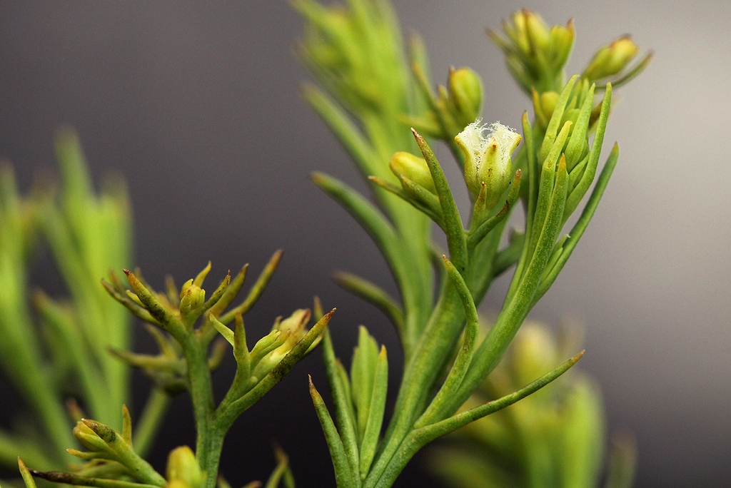 Thesium whyteanum
