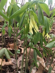 Uvularia