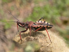 Rhynocoris erythropus