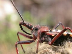Rhynocoris erythropus