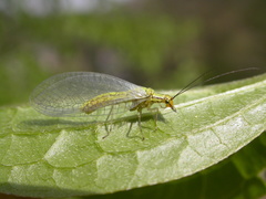 Hypochrysa elegans