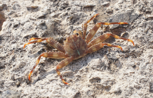 Photo of Sally lightfoot crab (Percnon gibbesi)