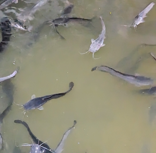 Sharptooth Catfish