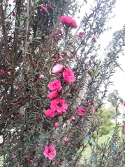 Leptospermum scoparium
