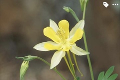 Aquilegia longissima
