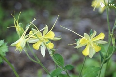 Aquilegia longissima