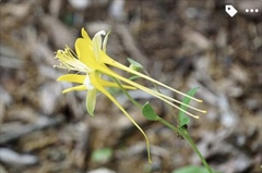 Aquilegia longissima