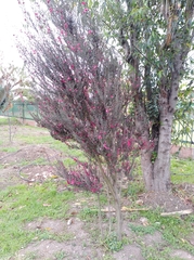 Leptospermum scoparium