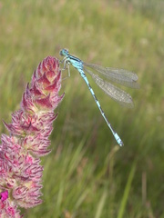 Coenagrion scitulum