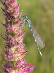 Coenagrion scitulum