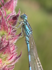 Coenagrion scitulum