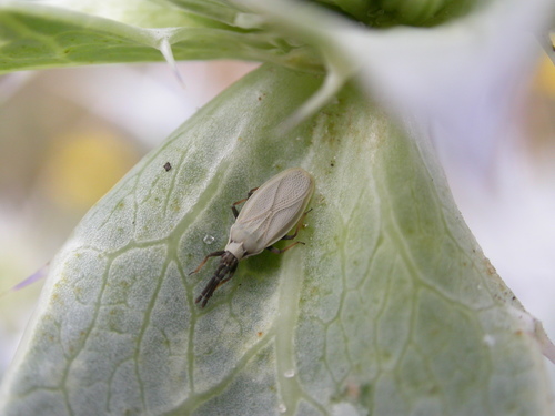 Catoplatus carthusianus