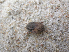 Odontoscelis lineola
