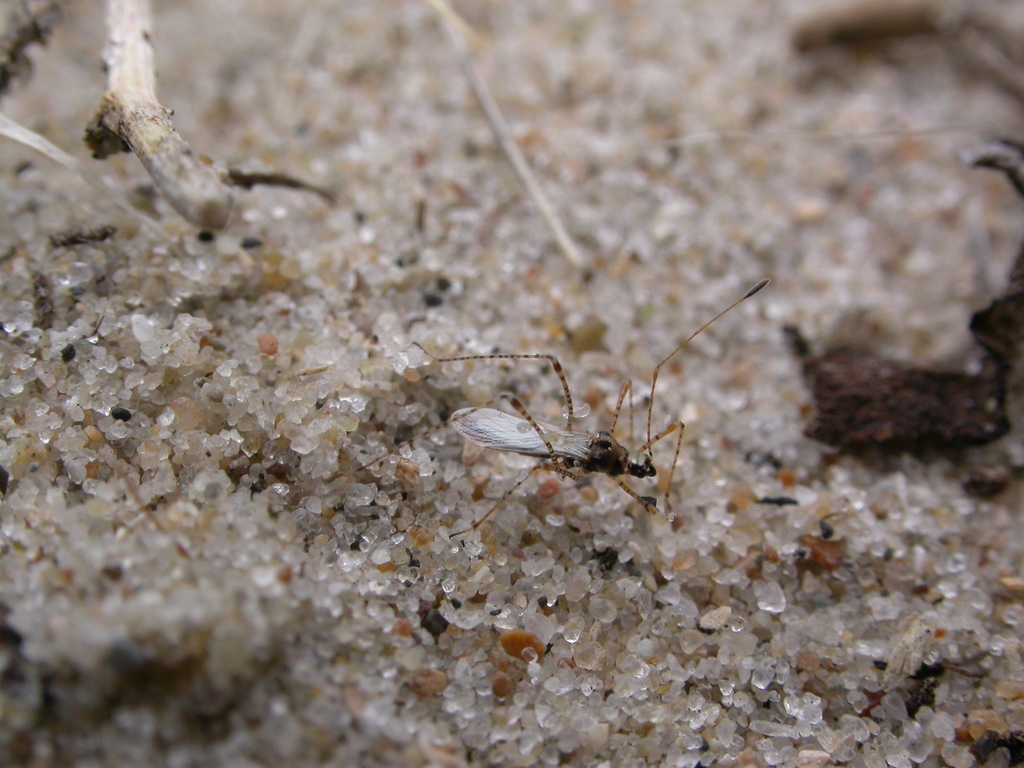 spined stiltbug