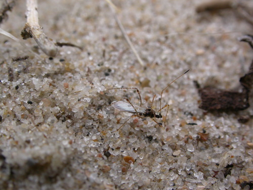 spined stiltbug
