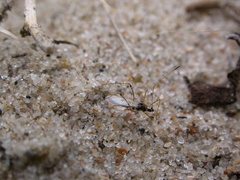 Gampsocoris punctipes punctipes