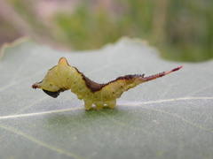 Cerura