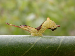 Cerura