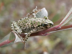 Pelodytes punctatus