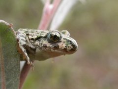Pelodytes punctatus