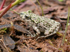 Pelodytes punctatus
