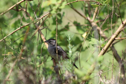 Grey Pileated Finch (Coryphospingus pileatus), photo 10