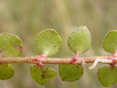 Lysimachia tenella