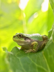 Hyla japonica