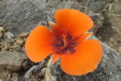 Calochortus kennedyi