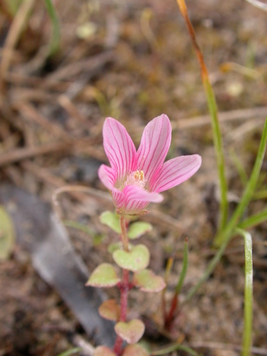 Bog Pimpernel
