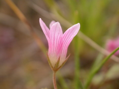 Lysimachia tenella