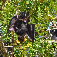 Pteropus conspicillatus