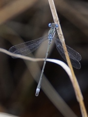 Lestes australis