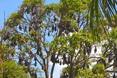 Pteropus conspicillatus