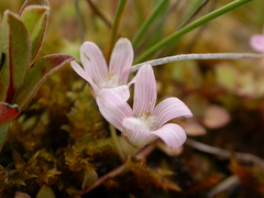 Lysimachia tenella