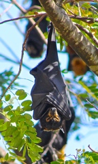 Pteropus conspicillatus