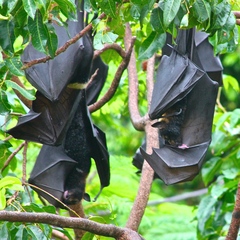 Pteropus conspicillatus