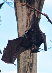 Pteropus conspicillatus