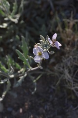 Nerisyrenia camporum
