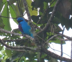 Cotinga amabilis image