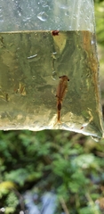 Eubranchipus oregonus