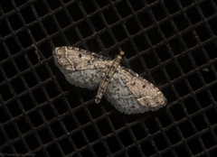 Sufetula hemiophthalma
