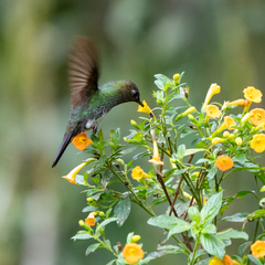 Greenish Puffleg photo 3