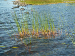 Juncus militaris