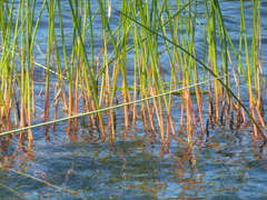 Juncus militaris