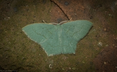 Maxates centrophylla