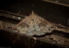 Lithilaria proestans